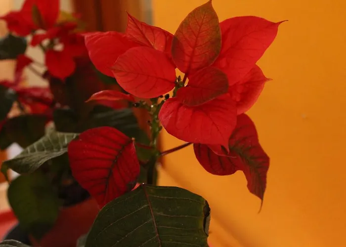 Gasthof Rifugio Ca Runcasch